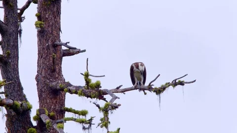Osprey Eating fish in a tree Stock Footage 82045872