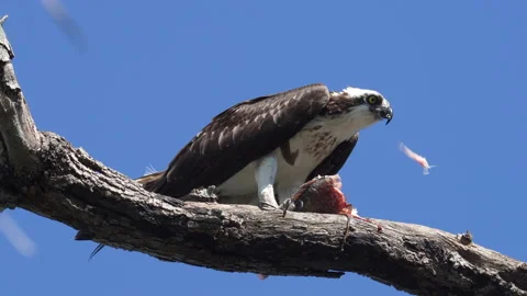 Osprey eating a fish in a tree 動画素材 134062391