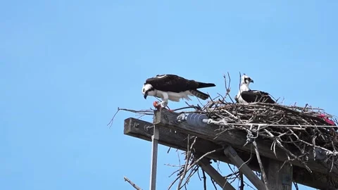 Osprey eating a fish while mate watches in the nest. Vídeos de archivo 333718001