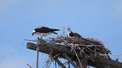 Osprey eating a fish while mate watches in the nest. Stock Footage 333718005