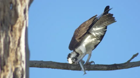 Osprey eating needlefish, Close, 4K Stock Footage 46237041
