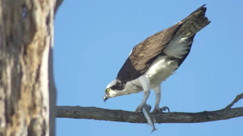 Osprey eating needlefish on dead tree branch, 4K Stock Footage 46478970