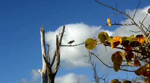 Osprey eats fish in tree WIDE, 4K Stock Footage 47947771
