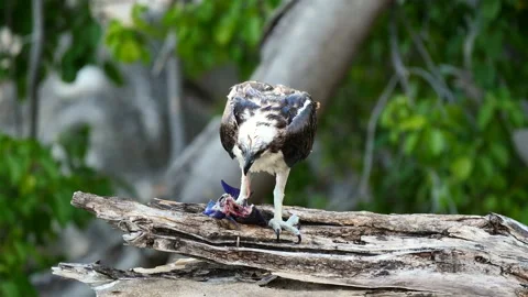 Osprey on fallen tree, eating its prey Stock Footage 322204501
