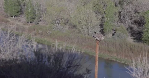 Osprey Feeding in Nest Within River Valley, Wide Establishing Wildlife Shot Stockbeeldmateriaal 333267449