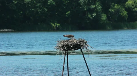 Osprey feeding young chicks - close up 動画素材 24789613