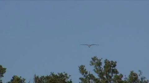 Osprey with a fish 1 Video stock 7732383