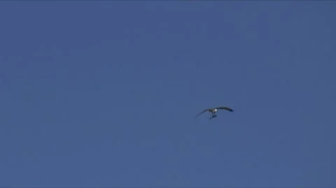 Osprey with a fish 2 Stock Footage 7732409