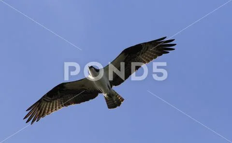 Osprey Fish eagle in-flight Yellowstone National Park Stock Photos