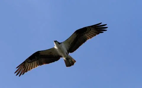 Osprey Fish eagle in-flight Yellowstone National Park  Stock Photos