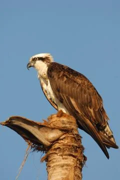 Osprey, The Fish Eagle 스톡 사진