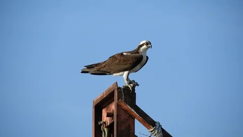 Osprey with Fish Stock Footage 74906778