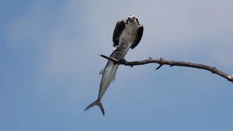 Osprey with fish 스톡 동영상 76006036