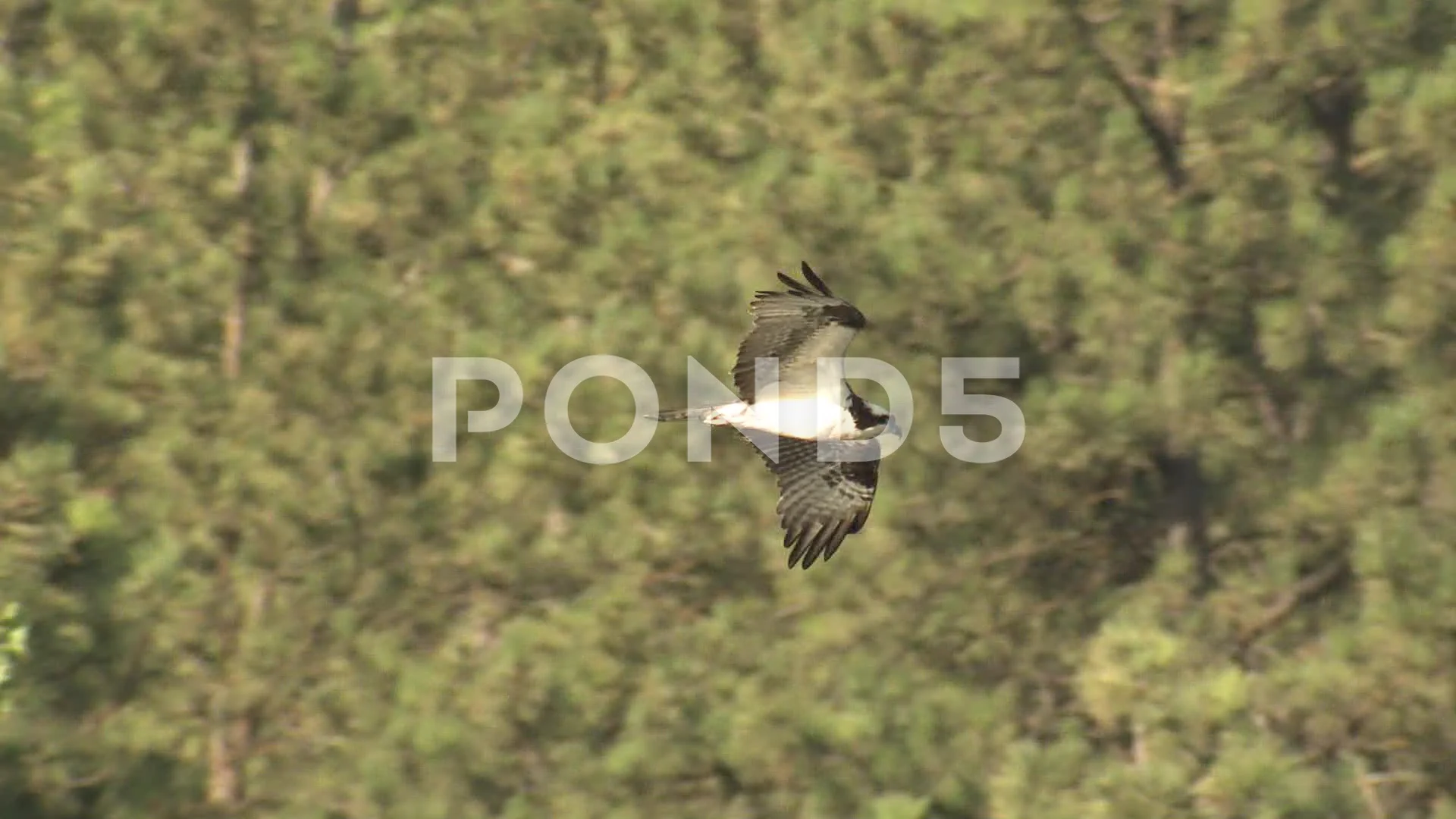 Osprey (Fish Hawk) in flight