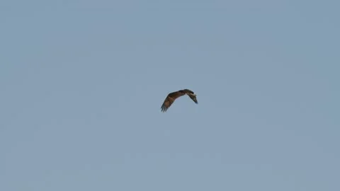 Osprey Fish Hawk Bird Flying Circling Soaring in Slow Motion with Blue Sky Stock Footage 134516887