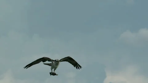 Osprey Fish Hawk Eagle Flapping its Wings Carrying a Fish in Slow Motion Stock Footage 58760359