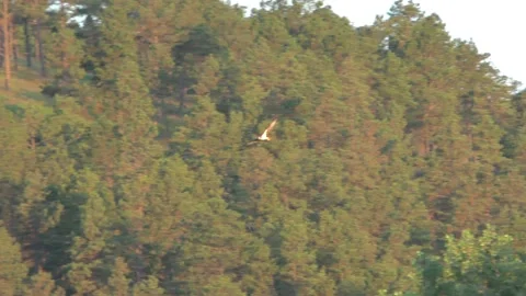 Osprey Fish Hawk Flying Circling by American Flag Pole America Patriotism Stock Footage 133775992