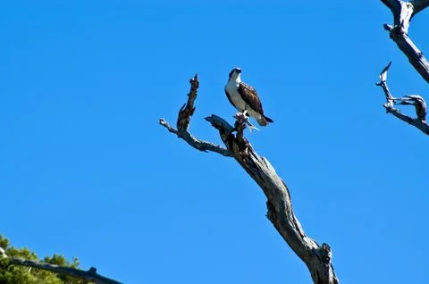 Osprey With Fish Stock Photos