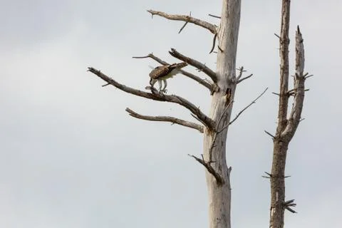 Osprey with fish Stock Photos