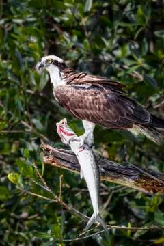 Osprey with Fish Stock Photos