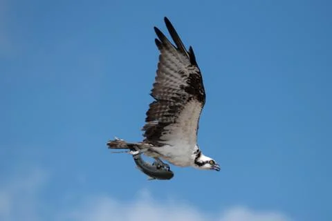 Osprey with fish 库存照片