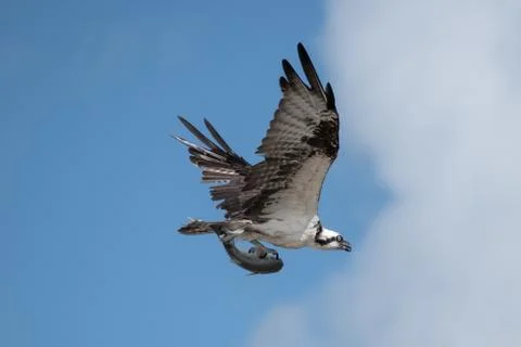 Osprey with fish Stock Photos