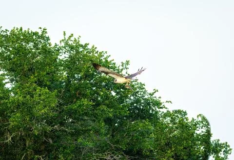 Osprey with Fish Stock Photos