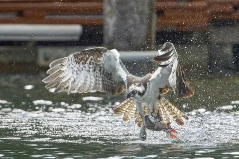 Osprey flaps its wings to get out of the water. Stock Photos