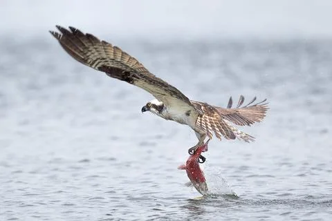 Osprey flies off with caught fish. Stock Photos