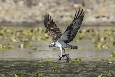 Osprey flies off with its catch. Stock Photos