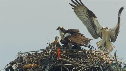 Osprey flies to nest with fish, from right, 4k slo motion Stock Footage 276011653
