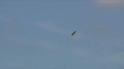 Osprey flight 1 스톡 동영상 7732269