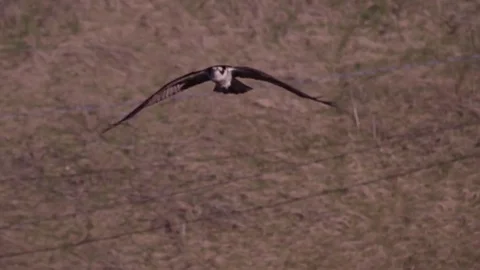 Osprey flight and landing 4k Stock Footage