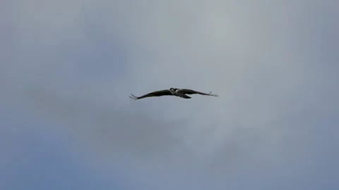 Osprey In Flight Stock Footage 183178691