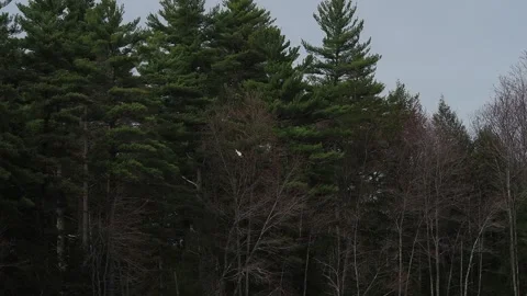 Osprey Flight &amp; Hover Stock Footage 152600548