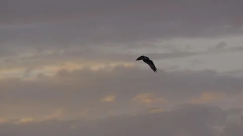 An Osprey in flight in the morning sky Stock Footage 343688479