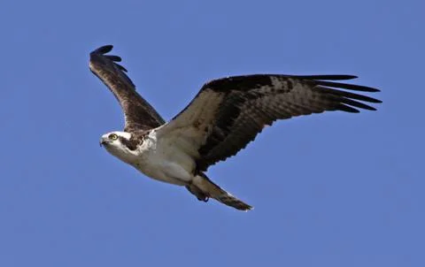 Osprey in Flight Stock Photos