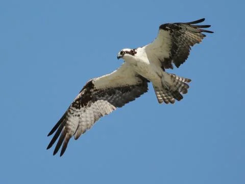 Osprey in Flight Fotos Stock