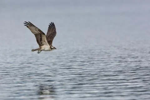 Osprey Flight Фото