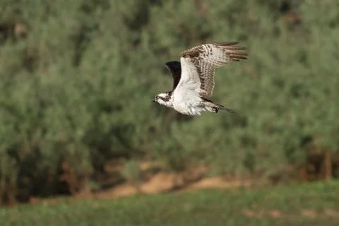 Osprey in flight. Stock Photos