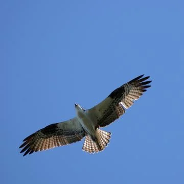 Osprey in Flight Stock Photos