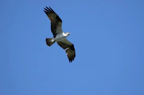 Osprey in Flight Foto stock