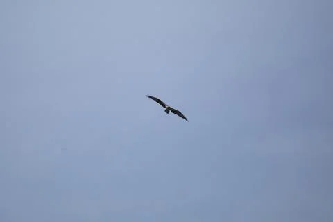 Osprey in Flight Stock Photos