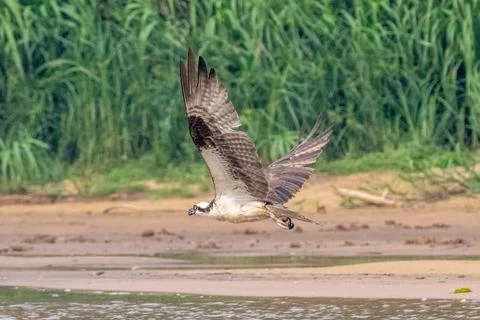 Osprey in flight Stock Photos