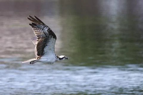 Osprey In Flight Stock Photos