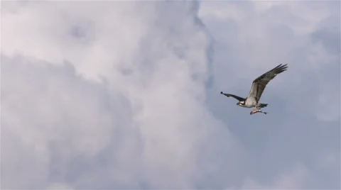 Osprey In Flight With Small Fish Stock Footage 67253913