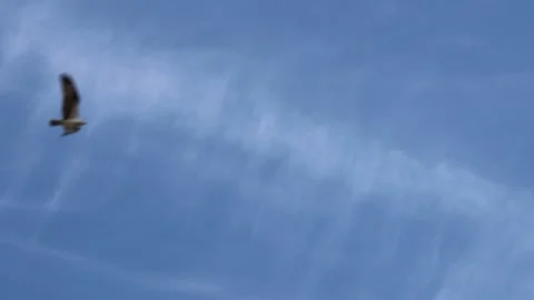 An osprey flying across a unique cloud formation shaped like a backbone sky, 4K 库存影片 340624205