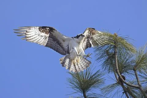 Osprey flying in to a branch. Stock Photos