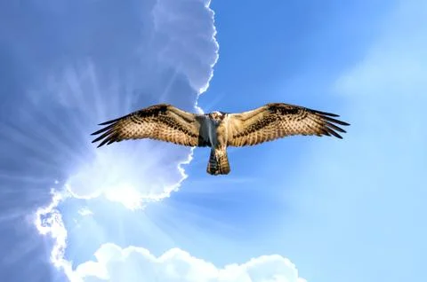 Osprey flying in cloudy sky with sunrays under the wing Stock Photos