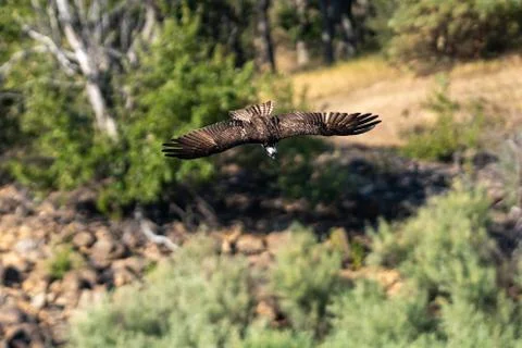 Osprey flying diving in-flight. Stock Photos
